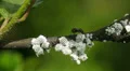 4K Ants tending Mealybugs 1 4k or 4k+ Resolution