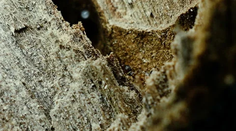 4K Ants working in ant hill. Video stock 68304747