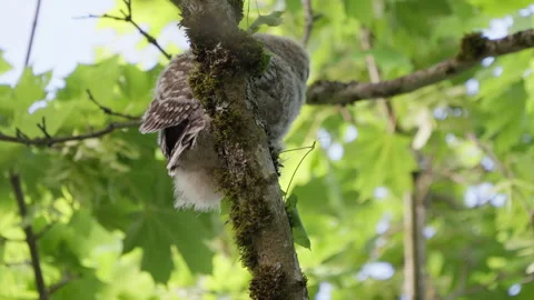 4K Apple ProRes: Two Barred Owl Chicks Practicing Flight in Forest Video stock 311085895