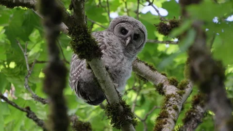 4K Apple ProRes: Two Barred Owl Chicks Practicing Flight in Forestbaby owl 03 Video stock 311085942