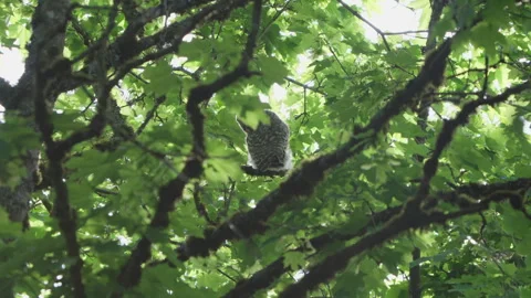 4K Apple ProRes: Two Barred Owl Chicks Practicing Flight in Forest Video stock 311086112