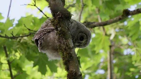 4K Apple ProRes: Two Barred Owl Chicks Practicing Flight in Forest Video stock 311086337
