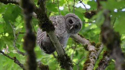 4K Apple ProRes: Two Barred Owl Chicks Practicing Flight in Forest Video stock 311086374