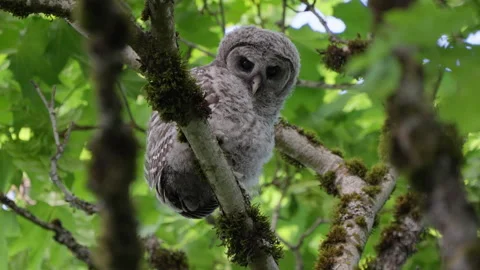 4K Apple ProRes: Two Barred Owl Chicks Practicing Flight in Forest Video stock 311086906