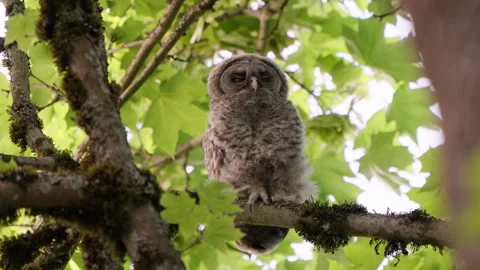 4K Apple ProRes: Two Barred Owl Chicks Practicing Flight in Forest Video stock 311087829