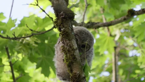 4K Apple ProRes: Two Barred Owl Chicks Practicing Flight in Forest Video stock 311087990