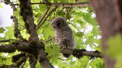 4K Apple ProRes: Two Barred Owl Chicks Practicing Flight in Forest Video stock 311088234