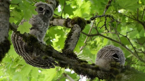 4K Apple ProRes: Two Barred Owl Chicks Practicing Flight in Forest Video stock 311089316