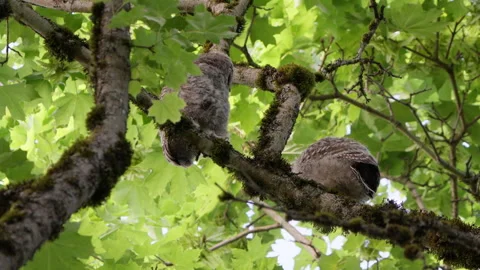 4K Apple ProRes: Two Barred Owl Chicks Practicing Flight in Forest Video stock 311089493
