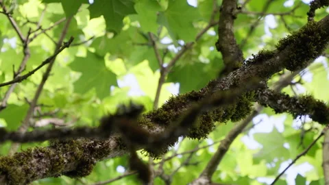 4K Apple ProRes: Two Barred Owl Chicks Practicing Flight in Forest Video stock 311089729
