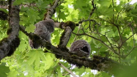 4K Apple ProRes: Two Barred Owl Chicks Practicing Flight in Forest Video stock 311089768