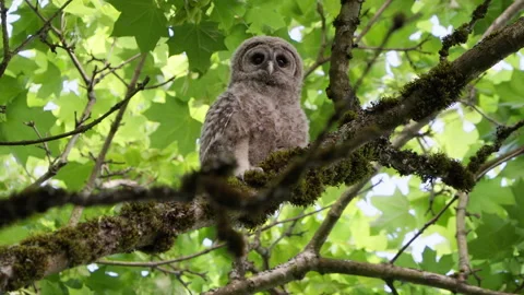 4K Apple ProRes: Two Barred Owl Chicks Practicing Flight in Forest Video stock 311090083