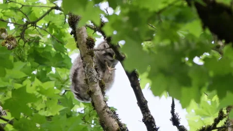 4K Apple ProRes: Two Barred Owl Chicks Practicing Flight in Forest Video stock 311090110