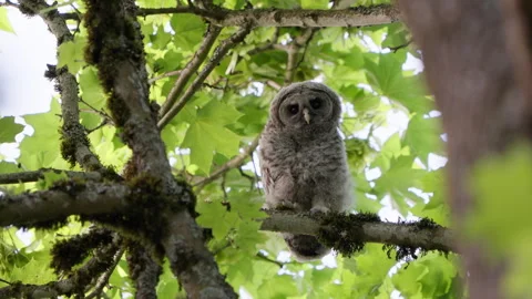 4K Apple ProRes: Two Barred Owl Chicks Practicing Flight in Forest Video stock 311096023