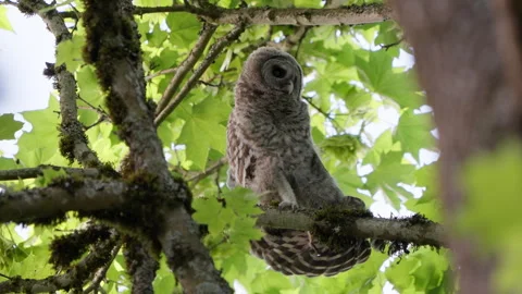 4K Apple ProRes: Two Barred Owl Chicks Practicing Flight in Forest Video stock 311096565