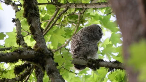 4K Apple ProRes: Two Barred Owl Chicks Practicing Flight in Forest Video stock 311096747