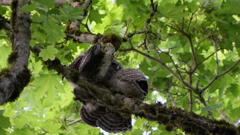 4K Apple ProRes: Two Barred Owl Chicks Practicing Flight in Forest Video stock 311096826