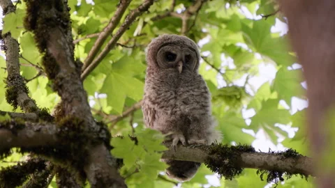 4K Apple ProRes: Two Barred Owl Chicks Practicing Flight in Forest Video stock 311128585