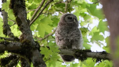 4K Apple ProRes: Two Barred Owl Chicks Practicing Flight in Forest Video stock 311128627