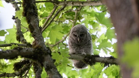 4K Apple ProRes: Two Barred Owl Chicks Practicing Flight in Forest Video stock 311128738