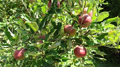 4K Apple Tree 1 Stock Footage 142444891