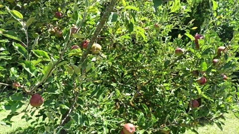 4K Apple Tree 2 Stock Footage 142445491