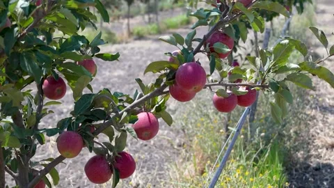 4K Apple Tree Branch With Fruit Stock Footage 322708508