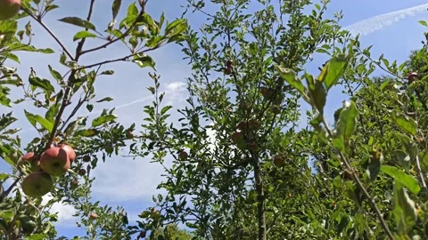 4K Apple Tree in Garden Stock Footage 142452503