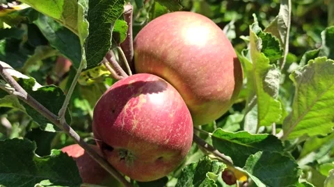 4K Apples on Tree 1 Stock Footage 142452504
