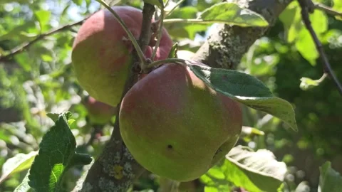 4K Apples on Tree 2 Stock Footage 142452709