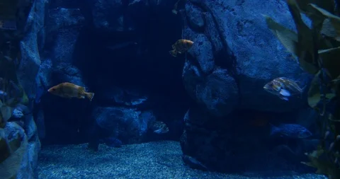 4K Aquarium Fish Stock Footage 99066811