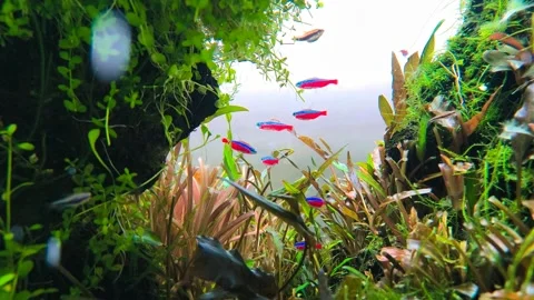 4K Aquarium Loop of Rasbora and Rummy Nose Tetra Schooling in Planted Tank Stock Footage 319292705