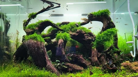 4K Aquarium Loop Video of Neon Tetras, and Rasboras Swimming in a Planted Tank Stock Footage 313010104