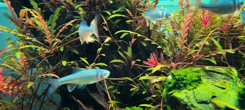 4K Aquarium Loop Video of Red Shiner Schooling Fish in a Planted Aquarium Stock Footage 316834728
