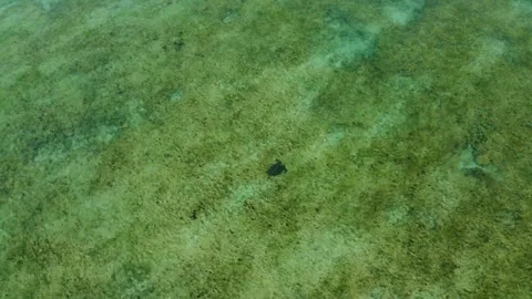 4K Aquatic turtle in deserted beach Stock Footage 289757799