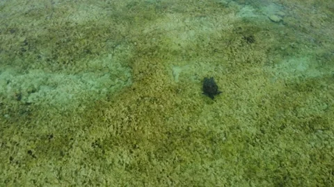 4K Aquatic turtle in deserted beach Stock Footage 289757810