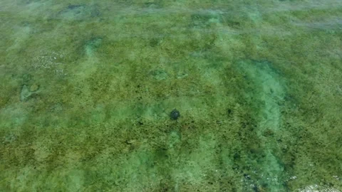 4K Aquatic turtle in deserted beach Stock Footage 289757826