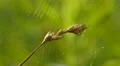 4K Arabesque Orbweaver (Neoscona arabesca) 1 4k or 4k+ Resolution