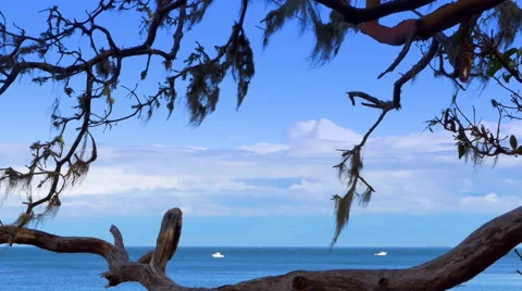 4K Arbutus Tree, Usnea Moss on Branch, Pacific Coast Ocean Horizon View Stock-Footage 65149674