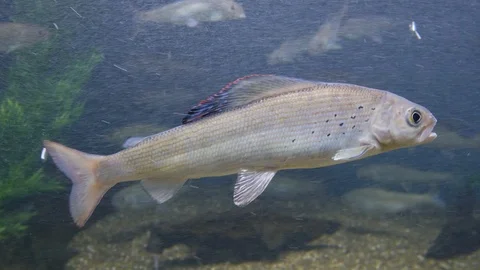 4k arctic grayling floating under water searching for food Stock Footage 88590840