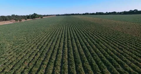 4K Arial view of the plantation Stock Footage 53993491