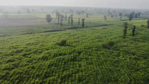 4k arial view of rice fields and sugarcane fields. Stock Footage 159517406