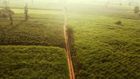 4k arial view of rice fields and sugarcane fields. Video stock 159517503