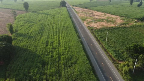 4k arial view of rice fields and sugarcane fields road Video stock 159517534