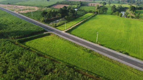 4k arial view of rice fields and sugarcane fields road Stock Footage 159517546