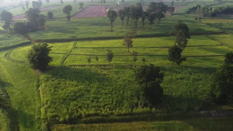 4k arial view of rice fields and sugarcane fields. Stock Footage 159517558