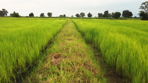 4k arial view of rice fields and sugarcane fields. Stock Footage 159517758