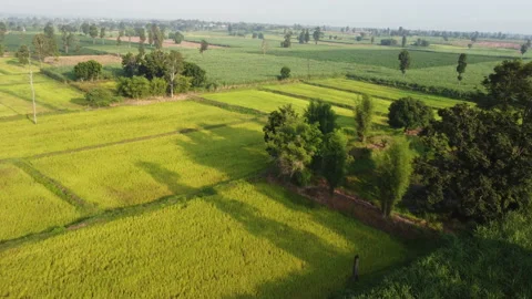 4k arial view of rice fields and sugarcane fields. Stock Footage 159518651