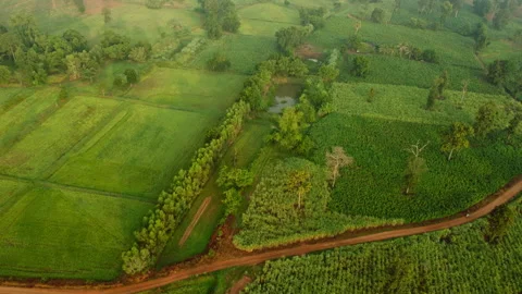 4k arial view of rice fields and sugarcane fields. Stock Footage 159519553