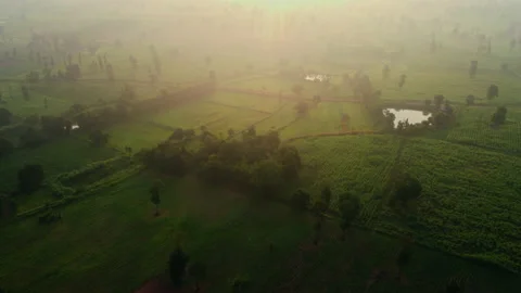 4k arial view of rice fields and sugarcane fields. Stock Footage 159519778